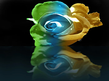rose reflections, blue, floral, rose, reflection, abstract, petals, green, yellow, nature, flowers HD wallpaper