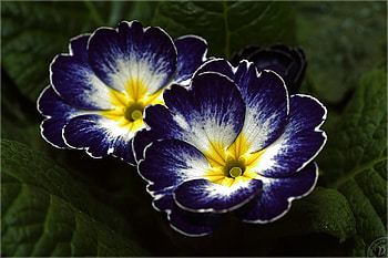 What a wonderful colors, dark blue, white, flowers, yellow HD wallpaper