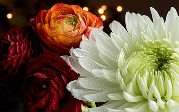 Chrysanthemum, macro, flower, mum HD wallpaper