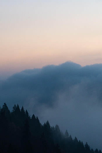 Nature, Trees, Twilight, Clouds, Dusk HD phone wallpaper