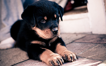 Animals, Dogs HD wallpaper