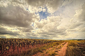 Landscape, Nature, Road, Field HD wallpaper