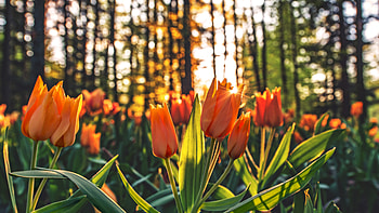 Orange Tulips , orange, flowers, tulips HD wallpaper