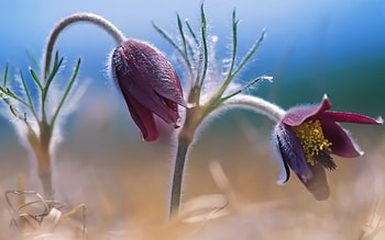 Plants, Flowers HD wallpaper