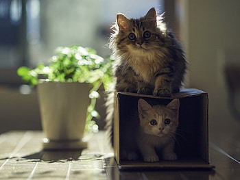 Cute cats, cute, cat, pet, animals HD wallpaper