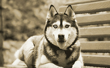 Siberian Husky, Beautiful , Lovely design, Captivating husky HD wallpaper