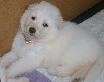Diamond , white, pup, shepherd, german HD wallpaper