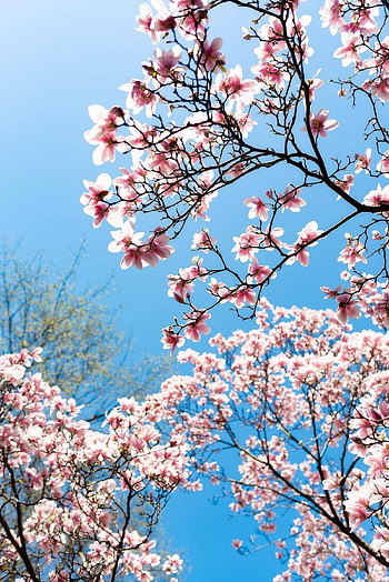 Spring, Aesthetically pleasing, Nature's artwork, Delicate blossoms HD phone wallpaper