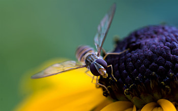 Flower, Macro, Petals, Bee, Pollination HD wallpaper