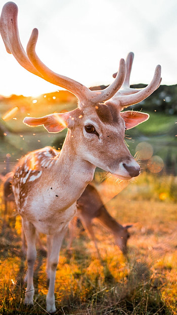 Best quality deer, Breathtaking backgrounds, Stunning wildlife, beauty HD phone wallpaper