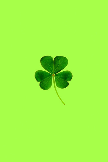 Macro, Minimalism, Clover, Leaflet HD phone wallpaper