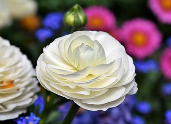 Ranunculus, bloom, white flower HD wallpaper