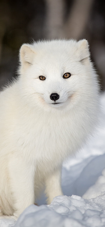 Animal, Arctic Fox HD phone wallpaper