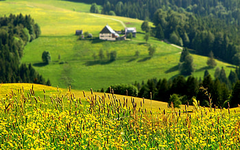 Landscape, Fields HD wallpaper