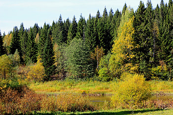 Nature, Rivers, Trees, Grass, Forest HD wallpaper