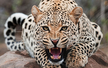 *** This is me ... ***, bad, nature, leopard, animals HD wallpaper