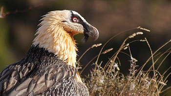 Bearded Vulture, Crooked vultures , John tremblay, Vultures HD wallpaper