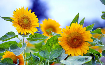 SUNNY SUNFLOWER, flower, beautiful, nature, flowers, macro HD wallpaper