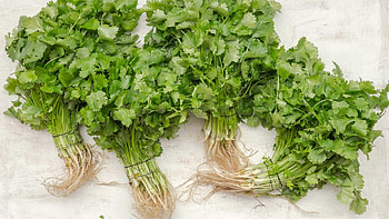 Cilantro essential oil, Aromatherapy benefits, Natural fragrance, Therapeutic use HD wallpaper