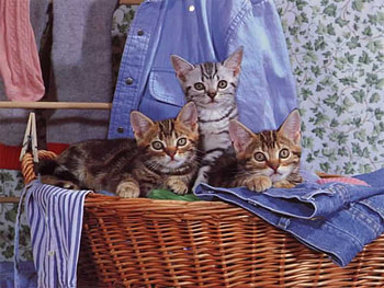 3 cats in basket, basket, cats, kitten, 3 HD wallpaper