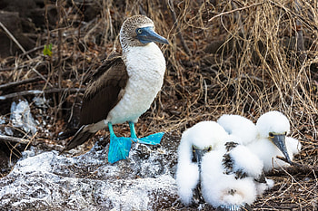 Pin, Animals, Booby, Bird HD wallpaper