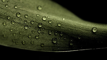 Drops, Macro, Dark, Sheet, Leaf, Dew HD wallpaper