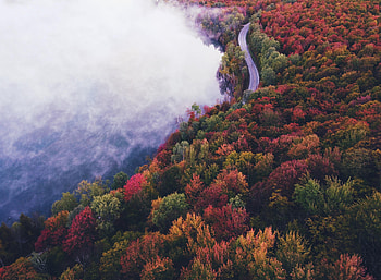 Nature, Trees, Autumn, Road, Fog HD wallpaper