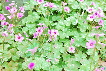 Flowers, Drops, Greens, Lawn, Dew HD wallpaper