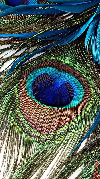 Peacock Feather, Peacock, Feather Background, feather, background HD phone wallpaper