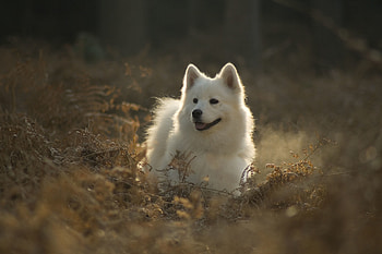 Animals, Dog, Nice, Sweetheart, Protruding Tongue, Tongue Stuck Out, Samoyed Dog, Dog Of The Year HD wallpaper