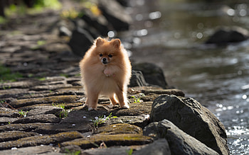 Spitz, cute, animal, dog HD wallpaper
