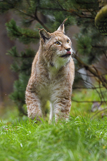 Animals, Iris, Predator, Big Cat, Protruding Tongue, Tongue Stuck Out, Wild HD phone wallpaper
