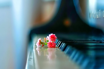 Flowers, , piano, flower HD wallpaper