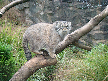 Animals, Wood, Sit, Tree, Pallas' Cat, Manul, Attentiveness, Mindfulness HD wallpaper
