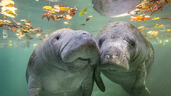 Manatees, Crystal River, Florida, Animal, manatee HD wallpaper