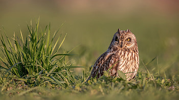 Short-eared Owl, animal, short-eared, bird, owl HD wallpaper