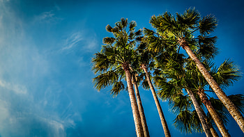 Nature, Sky, Beach, Palm, Bottom View HD wallpaper