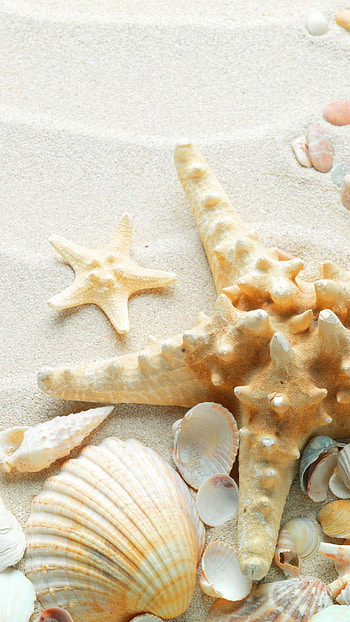 White Starfish and Shells, shells, starfish, white HD phone wallpaper