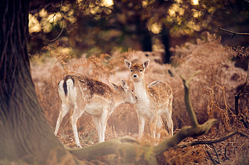 It*s a cleaning time, cleaning, deers, time, forest HD wallpaper