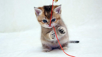 Animals, Kitty, Kitten, Thread, Kid, Tot, Play HD wallpaper