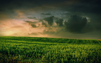 Grassy field , Lush green, Samantha Tremblay, Refreshing visuals HD wallpaper