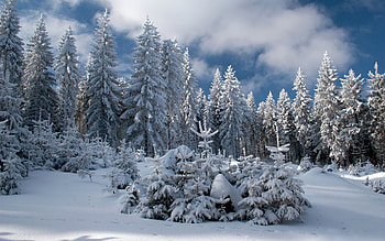 Winter in Germany, spruces, winter, Germany, snow HD wallpaper