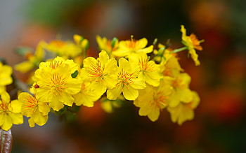Flowers, summer, spring, yellow, flower HD wallpaper