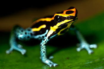 Poison dart frog , Colorful amphibian, collection, Animal graphy HD wallpaper