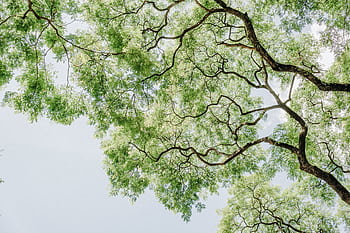 A bright summer view of tree branches and leaves against a clear blue sky. HD wallpaper