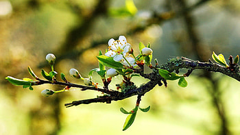 Flowers, Macro, Bright, Wood, Tree, Bloom, Flowering, Branch HD wallpaper