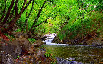 Stream, river, jungle, nature HD wallpaper