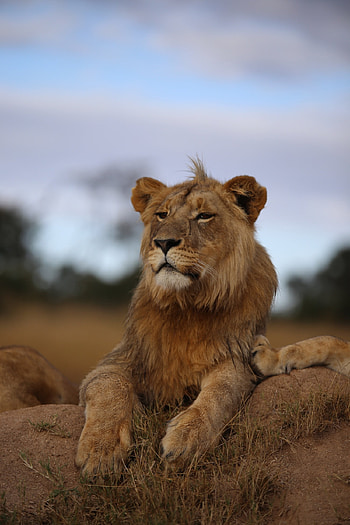 Animals, Savanna, Lion, Predator, Sight, Opinion, Wildlife, Proud HD phone wallpaper