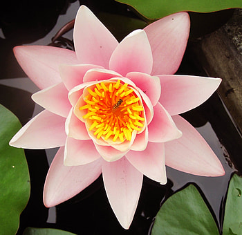 Lotus, graphy, pink, flower, yellow, nature, flowers, water, macro, pond HD wallpaper