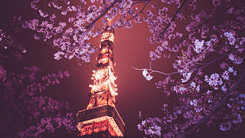 Sakura blossom, Tokyo Tower HD wallpaper